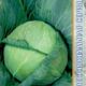 White cabbage New York F1 seeds 15pcs