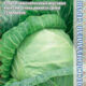 White cabbage Pandion F1 seeds 15pcs