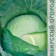 White cabbage Slava 1305 seeds 0.3g