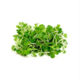 Microgreens cabbage sprouts