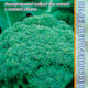 Cabbage broccoli Steel F1 seeds 15pcs