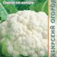 Cauliflower Alpha seeds 0.3g