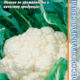 Cauliflower Frontina F1 seeds 15pcs