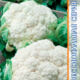 Cauliflower Kerdes F1 seeds 15pcs