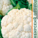 Cauliflower Snowball 123 seeds 0.3g