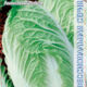 Peking Cabbage Seeds grade Sotsi F1