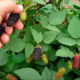 Blackberry saplings Karaka black (Karaka Black)