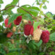 Raspberry seedling grade Cascade Delight