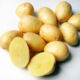 Seed potato tubers Kemerovochanin