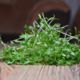 microgreen cilantro sprouts