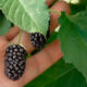 Blackberry saplings Columbia Star (Columbia Star)