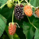 Blackberry saplings Columbia Star (Columbia Star)