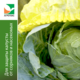 Cabbage Grow Kit