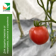 Tomato Growing Kit