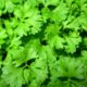 Cilantro seeds for growing microgreens/herbs