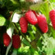 Raspberry seedling grade Beauty of Russia
