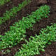 Watercress seeds for microgreens