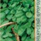 Watercress Dukat seeds 1g