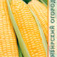 Corn Hutoryanka seeds 2g