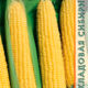 Corn Cupid seeds 2g