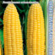 Corn Merkur F1 seeds 2g