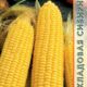 Corn Stanichnik seeds 2g