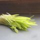 Sprouting Corn Seeds/Microgreens