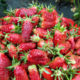 Seedlings of strawberries (zemkluniki) Merchant