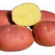 Seed potatoes Kuznechanka