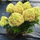 Hydrangea Little Passion (Little Passion)