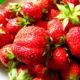 Strawberry saplings grade Lord