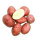 Lubava seed potato tubers
