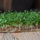 Microgreens Alfalfa Sprouts