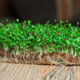 Alfalfa seeds for microgreens