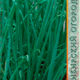 Onion seeds batun grade April