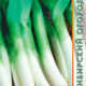 Leek seeds 1g