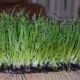 microgreens onion sprouts