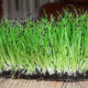 Red ray seeds for microgreens