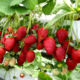 Strawberry seedlings Malga (Malga®)