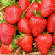 Seedlings of strawberry Mariguette (Mariguette)