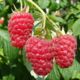 Raspberry seedling grade Gusar