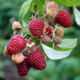 Raspberry saplings Polan