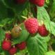 Raspberry saplings Valdai