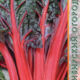 Beetroot Chard Scarlet seeds 0.5g