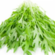Mitsuna microgreen seeds (Mizuna)