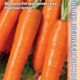 Carrot seeds grade Abaco F1
