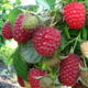 Raspberry seedlings Inaccessible