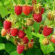 Raspberry seedlings News Kuzmina