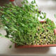 microgreen seeds chickpeas