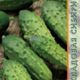 Cucumber seeds grade Altai strong man F1